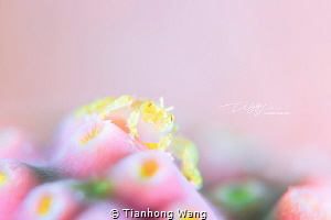 CUPCAKE
@Romblon by Tianhong Wang 